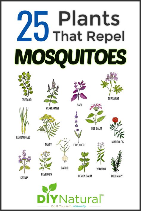 Mosquitoes are a serious nuisance; Mosquito Repellent Plants: 25 Plants That Repel Mosquitoes ...