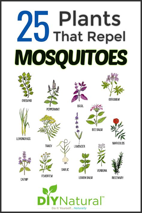 We did not find results for: Mosquito Repellent Plants: 25 Plants That Repel Mosquitoes ...