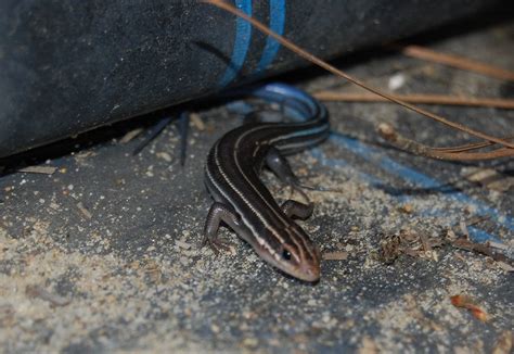 Blue Tail Lizard Five Lined Skink With A Split Tail Found Flickr