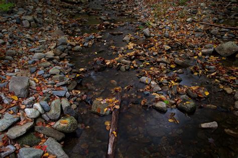Free Picture Nature Leaf Water Autumn Shadow River Outdoor