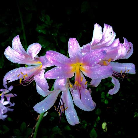 Lilies In The Rain Photograph By Debra Lynch Fine Art America