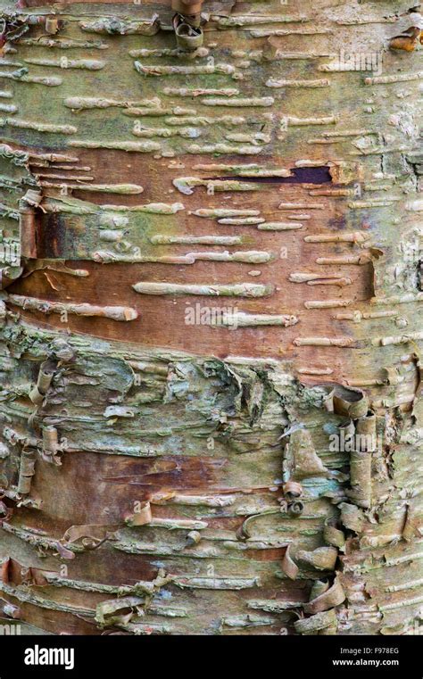 Betula Lenta Sweet Birch Tree Bark Pattern Close Up Stock Photo Alamy