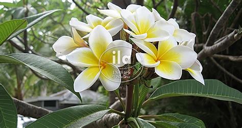 Get latest info on plumeria plant, suppliers, manufacturers, wholesalers, traders, wholesale suppliers with plumeria plant prices for buying. Plumeria - ila international - Piante Semi Naturali