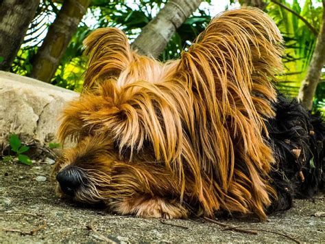 Applicable Dog Grooming Tips Can Dogs Get Ingrown Hairs