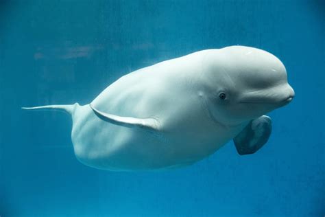 Beluga Whale Adaptations For Almost Everything Are Totally Awing