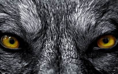 Angry Lion Eyes Dog Wallpapers Survival Birds