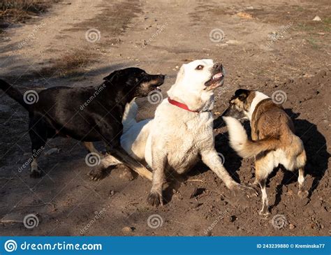Fight Dogs A Dog Bites Another Dog Aggressive Dog Fghting Alabay And