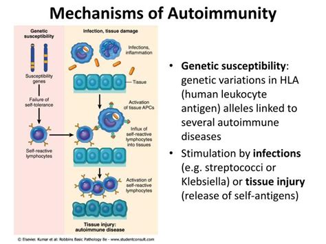 Ppt Diseases Of The Immune System And Neoplastic Disease Powerpoint