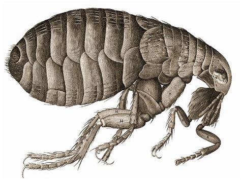 10 Facts About Fleas Facts And Fun