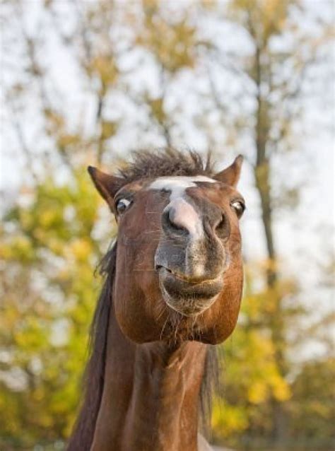 Horse Smiley Face