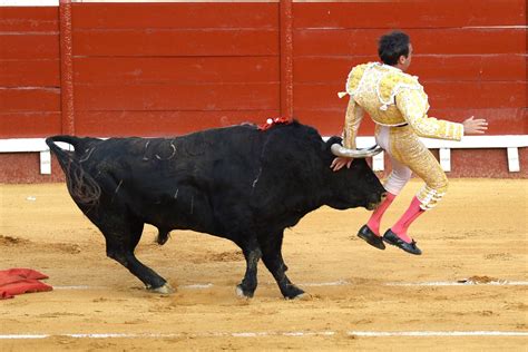 Eye Watering Moment Matador Is Gored In The Bum During One Of Spains