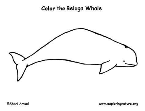 Free printable whale coloring pages for kids. Whale (Beluga) - Coloring Nature