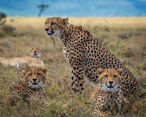 What Is A Baby Cheetah Called And 9 More Incredible Facts