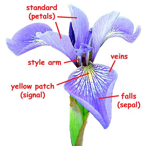 flowers for flower lovers.: September 2011
