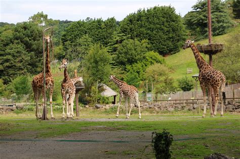 Paignton Zoo Prices Animals Opening Times Ticket Discount