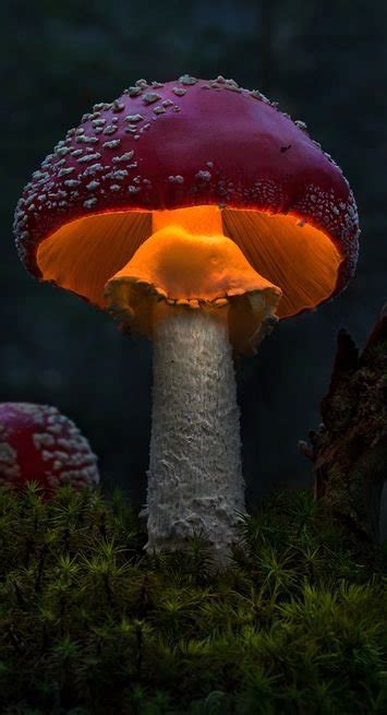 Mushroom Glow 46 Magical Wild Mushrooms You Wont Believe Are