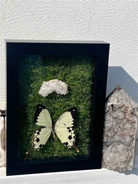 Real African Swallowtail Butterfly Papilio Dardanus Etsy