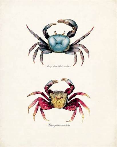 Sea Crabs Crab Prints History Natural Mango