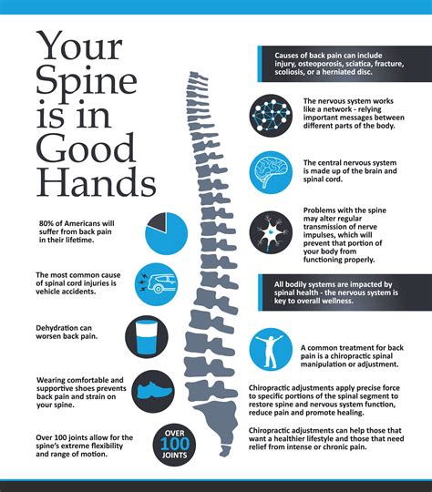 Your Spine Is In Good Hands Infographic Brookfield Chiropractor