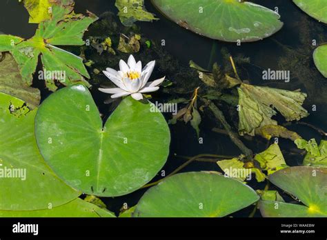 Water Lily Flower In City Pond Beautiful White Lotus With Yellow
