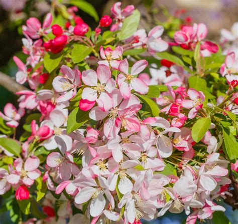 Japanese Flowering Crabapple Malus Floribunda Maple Grove Nursery