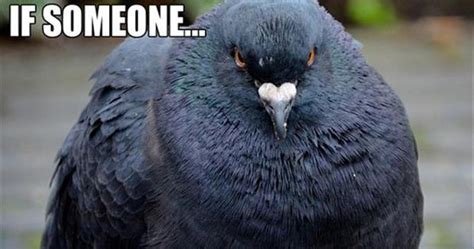Bird Poop Meme 30 Funny Animal Captions Part 9 Funny