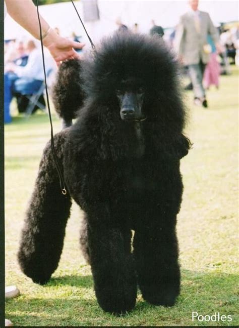 Maybe you would like to learn more about one of these? All About Silver Miniature Poodle | Poodle, Poodle puppy ...