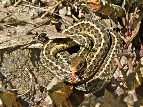Juvenile Eastern Garter Snake Thamnophis Sirtalis Photograph By