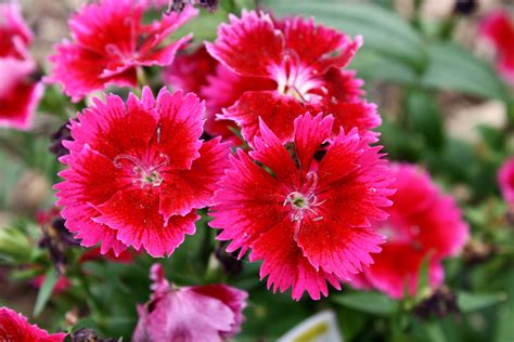 Cherry Red Dianthus Flowers Picture Free Photograph