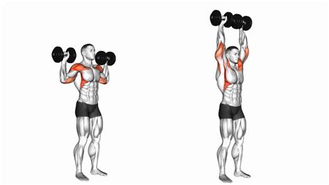 Dumbbell Overhead Press Muscles Worked