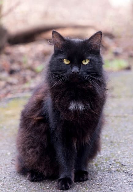 Premium Photo Portrait Of A Gorgeous Fluffy Black Cat With Bright