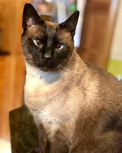 Best Picture Ever Of Agador Spartacus My Cross Eyed Seal Point Siamese