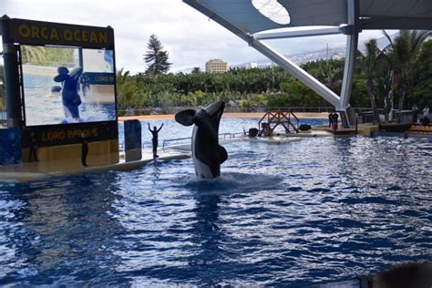 Orcas (schwertwale) werden seit 1961 in gefangenschaft gehalten. Orcas in Gefangenschaft | Fakten & Hintergründe | WDC ...
