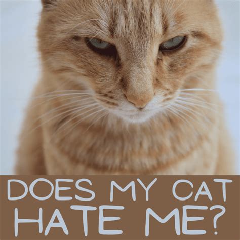 10 Signs Your Cat Hates You Pethelpful