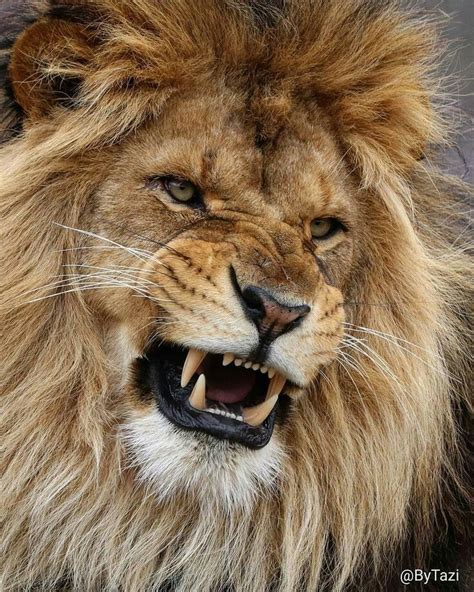 Pin By Lean Costa On Animals Lions Photos Lion Photography Lion