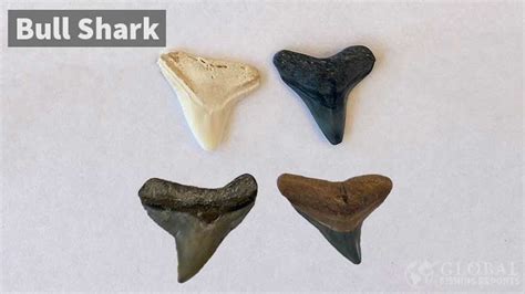 How To Identify Shark Teeth By Captain Cody