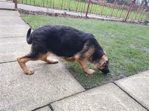 Female German Shepherd In Brierfield Lancashire Gumtree