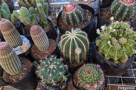 Types Of Cactus Bucketjulu
