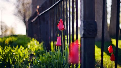 Wallpaper Sunlight Depth Of Field Pink Flowers Nature Red Grass