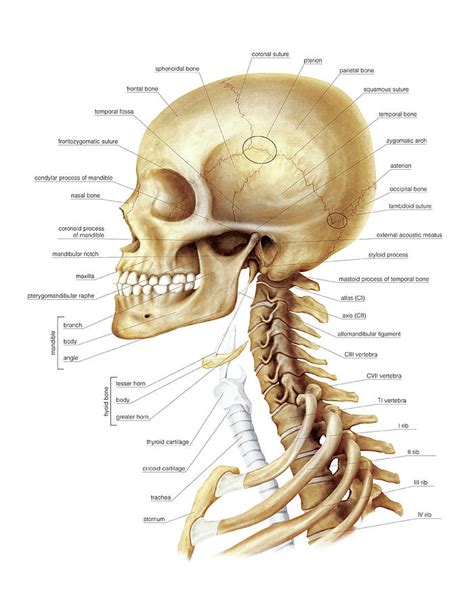 Skeletal Anatomy Of The Neck Vrogue Co