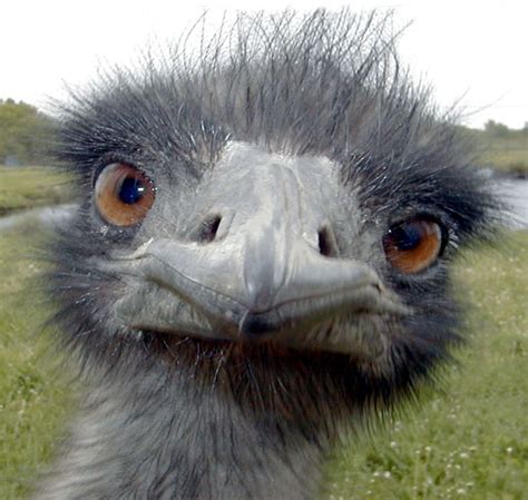 Ostrich Eyes Động Vật Vui Nhộn Ảnh Vui động Vật Động Vật