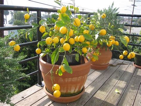 How To Care For Lemon Trees In Pots