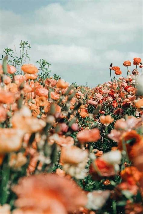 Uma pessoa que admiro disse uma vez. flower aesthetics, iphone wallpapers, iphone background ...