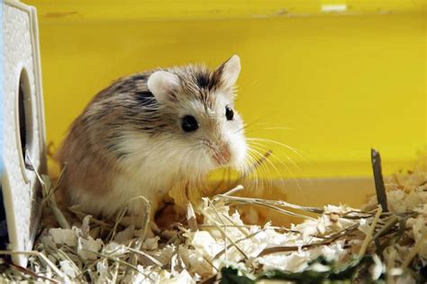 How To Keep A Roborovski Dwarf Hamster Complete Care Guide Hamster Care Guide