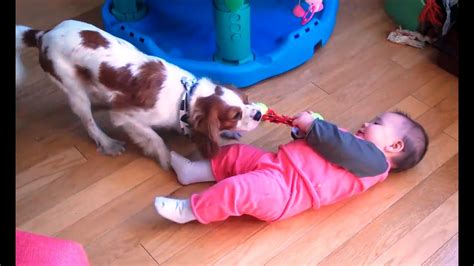 Babies And Dogs Playing Tug Of War Compilation Cfs Youtube