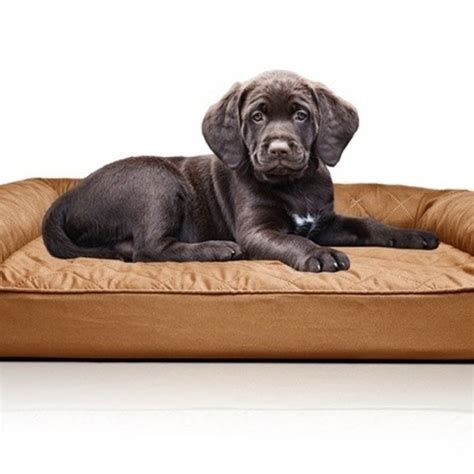 How To Choose A Sofa Dog Bed Foter