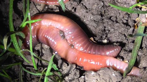 Worms Mating 10apr15 Cambridge Uk 136a Youtube