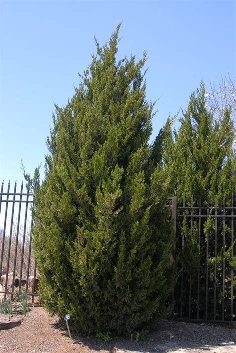 Juniperus Chinensis Chinese Juniper North Carolina Extension