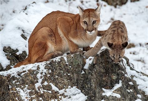 Puma Cougar Or Mountain Lion The Big Cats Many Names Hinder