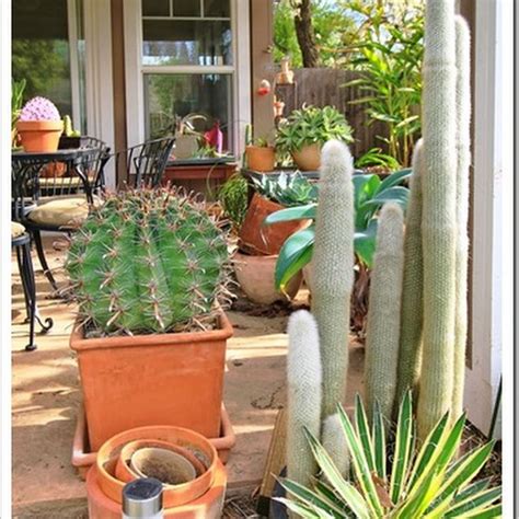 How to help your christmas cactus live its best life | thanks to its colorful flowers that bloom in winter, the christmas cactus has become a cheery addition to many families' homes during this festive time of year. 941 best Cactus, succulents, bromeliads and more! images ...